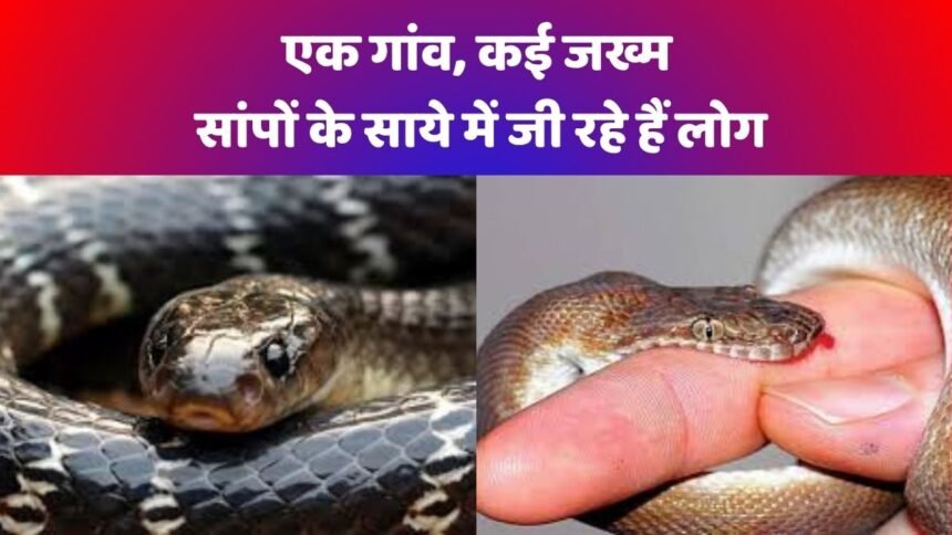 सांपों का आतंक: अमरोहा के तरोली गांव की कहानी, लापरवाही या प्राकृतिक आपदा?" 1 सांपों