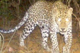 JNU में घूमता हुआ दिखा तेंदुआ, छात्रों में दहशत, वन विभाग अलर्ट 12 Leopard in JNU