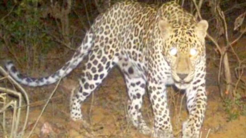 Leopard in JNU