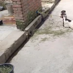 ग्राम पैगानगरी