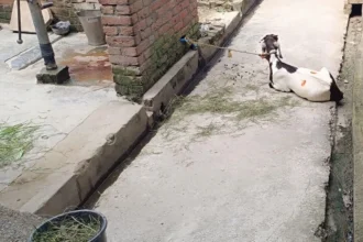 ग्राम पैगानगरी