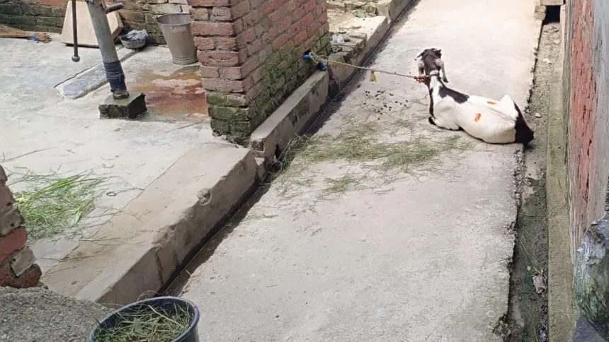 ग्राम पैगानगरी