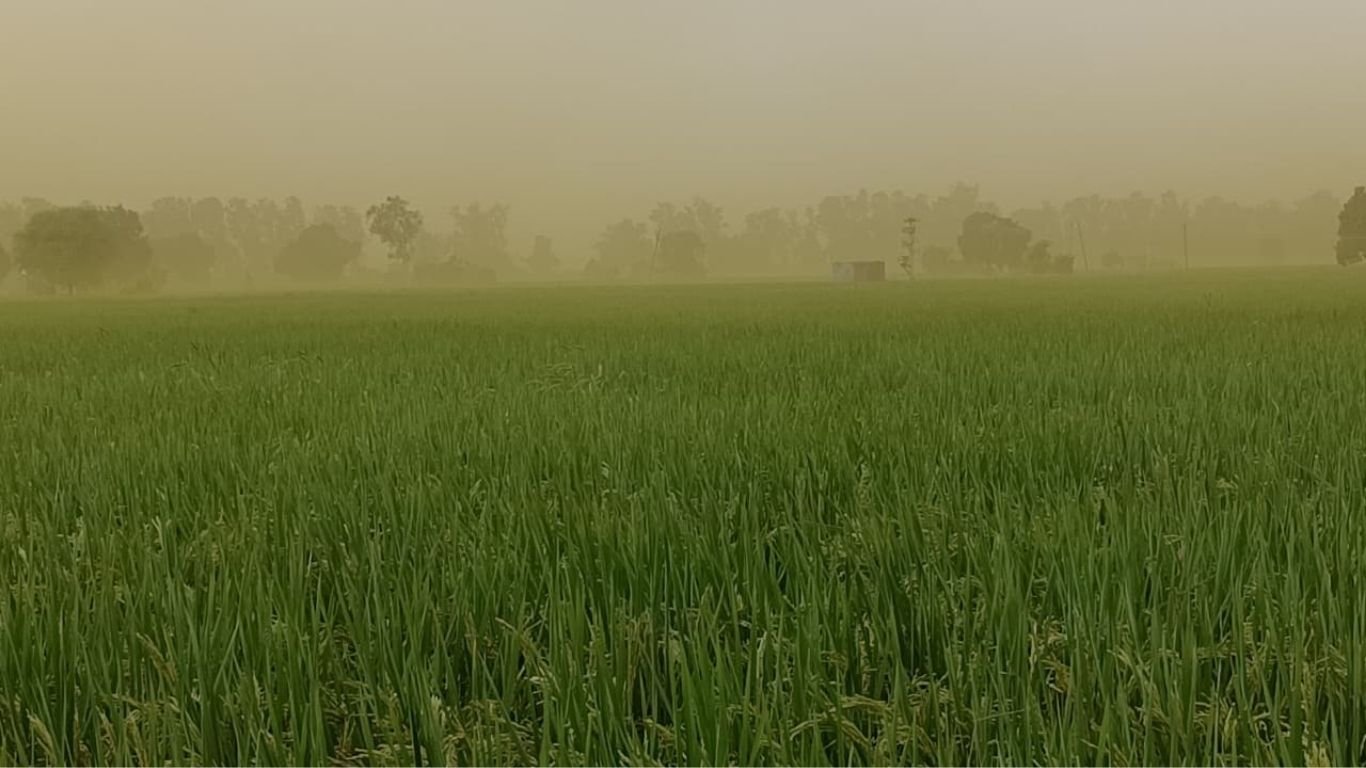पीली फंगस