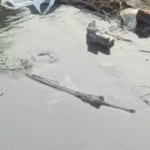 नहर में दिखा घड़ियाल, ग्रामीणों में दहशत का माहौल 3 नहर में दिखा घड़ियाल