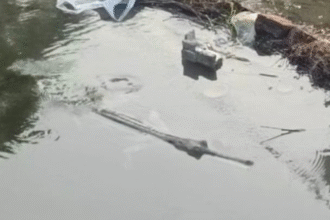 नहर में दिखा घड़ियाल, ग्रामीणों में दहशत का माहौल 4 नहर में दिखा घड़ियाल