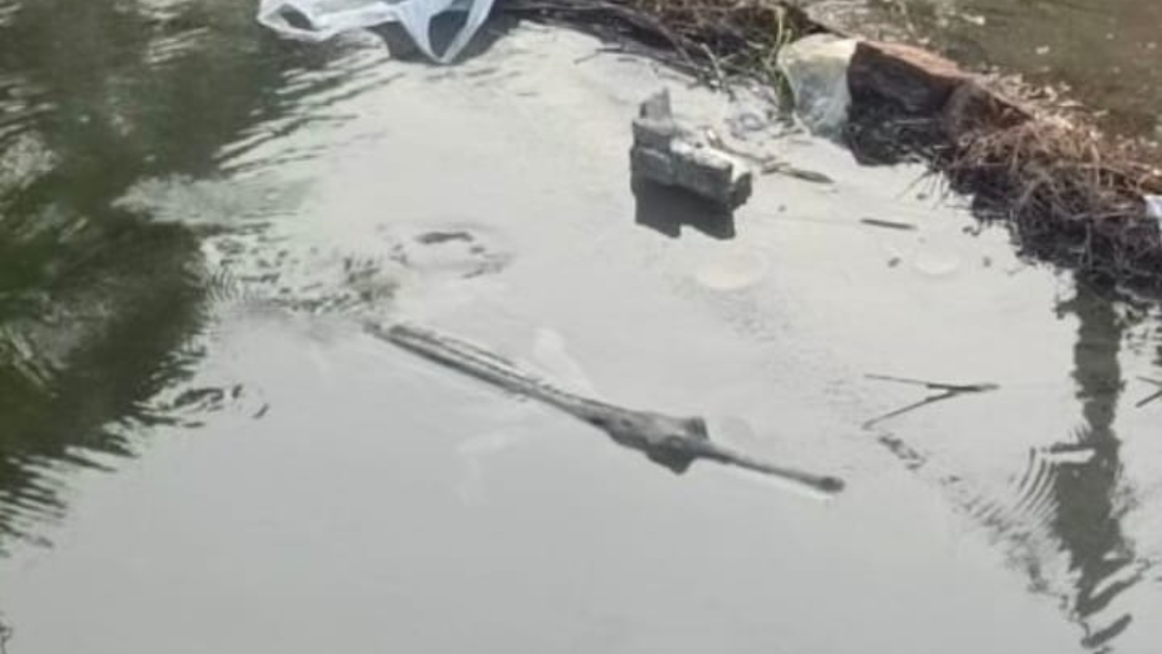 नहर में दिखा घड़ियाल, ग्रामीणों में दहशत का माहौल 1 नहर में दिखा घड़ियाल