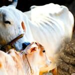 Untitled design 2026 01 11T195240.897